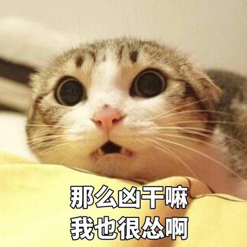 吃瓜群众小猫图片表情包,小猫表情包里的欢乐时光