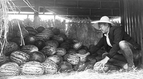 冕宁吃瓜群众事件视频最新,真相与争议交织的舆论漩涡