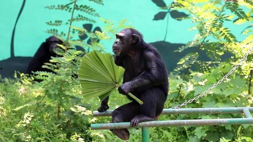 吃瓜群众猩猩,揭秘娱乐圈背后的那些事儿